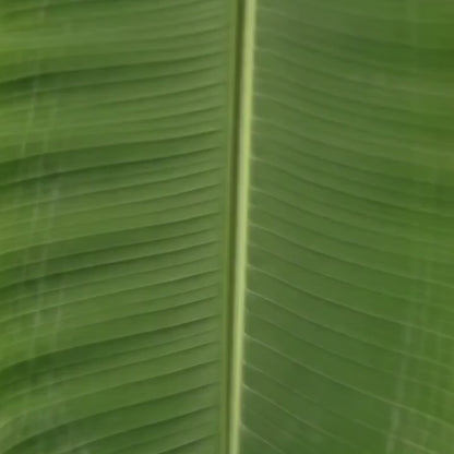 Kerala Cut Banana Chips (Upperi)